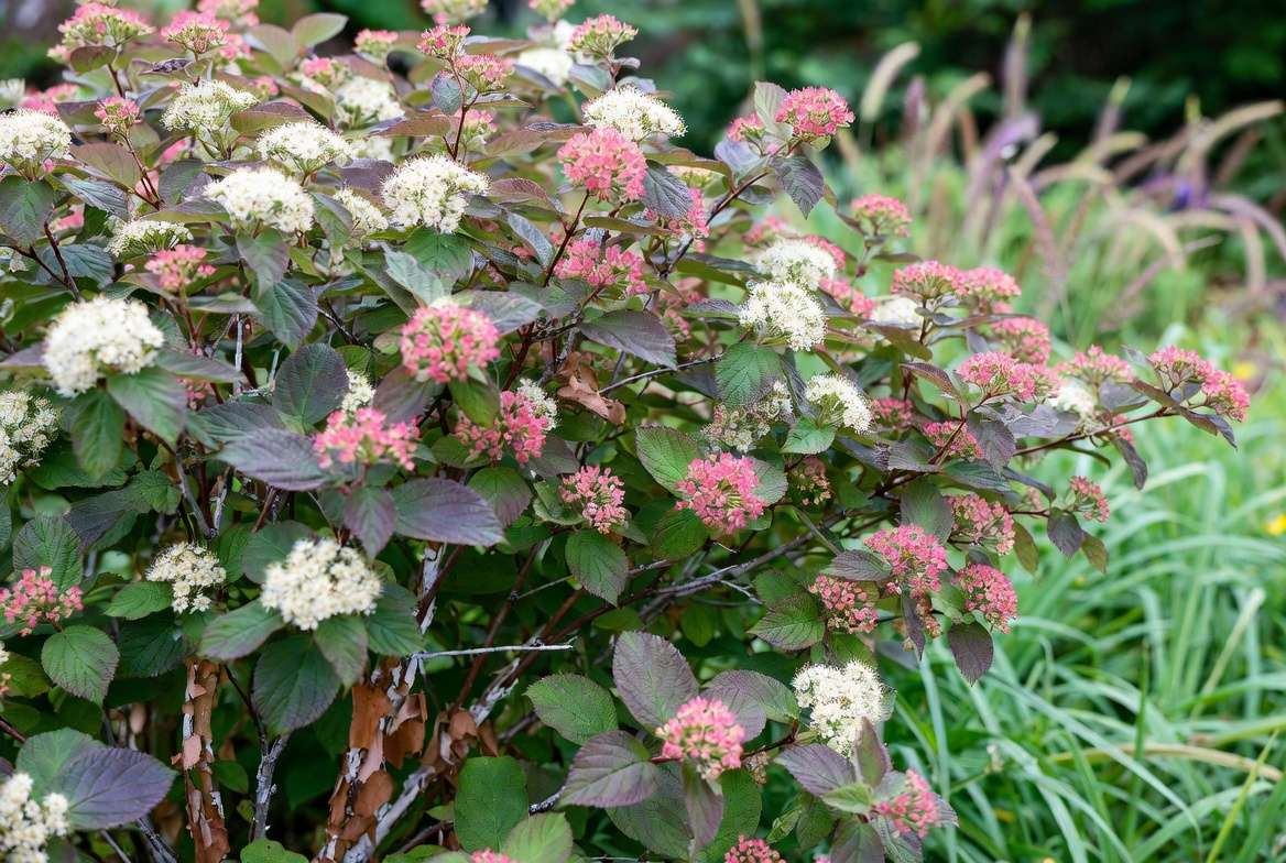 Low-maintenance PA native shrub Ninebark with white flowers and peeling bark in Pennsylvania garden