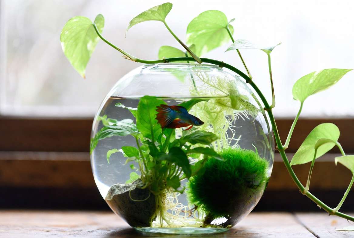 Best plants for bettas in a vase including Anubias, Java Fern, Marimo moss ball and Pothos with a healthy betta fish