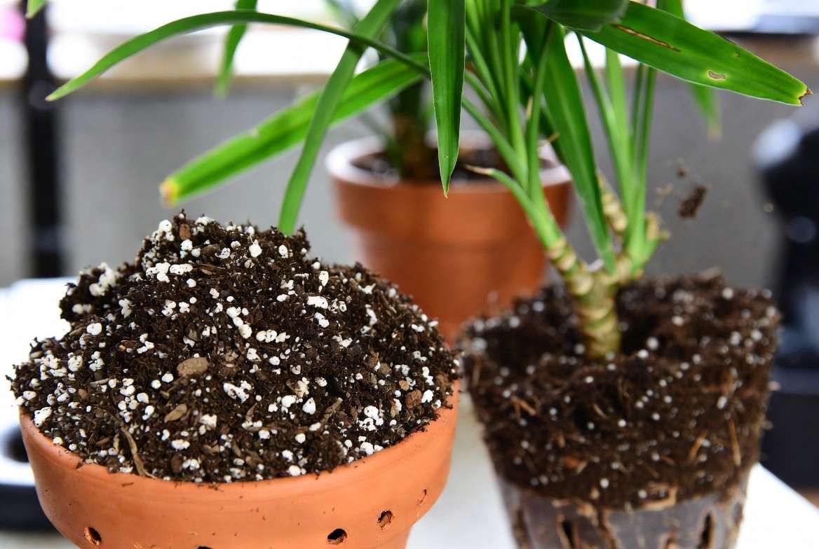 Well-draining soil mix and repotting process for Song of India plant