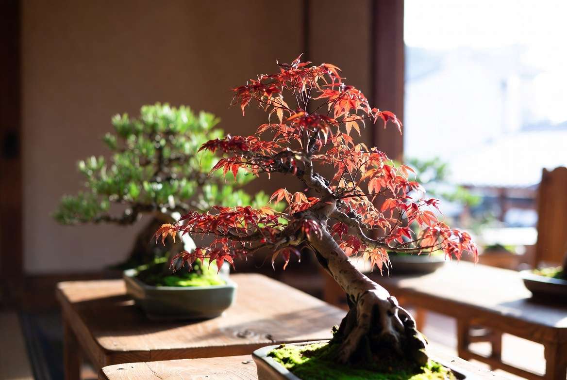 Bonsai Japanese maple and pine trees indoor display for Japanese plants care guide
