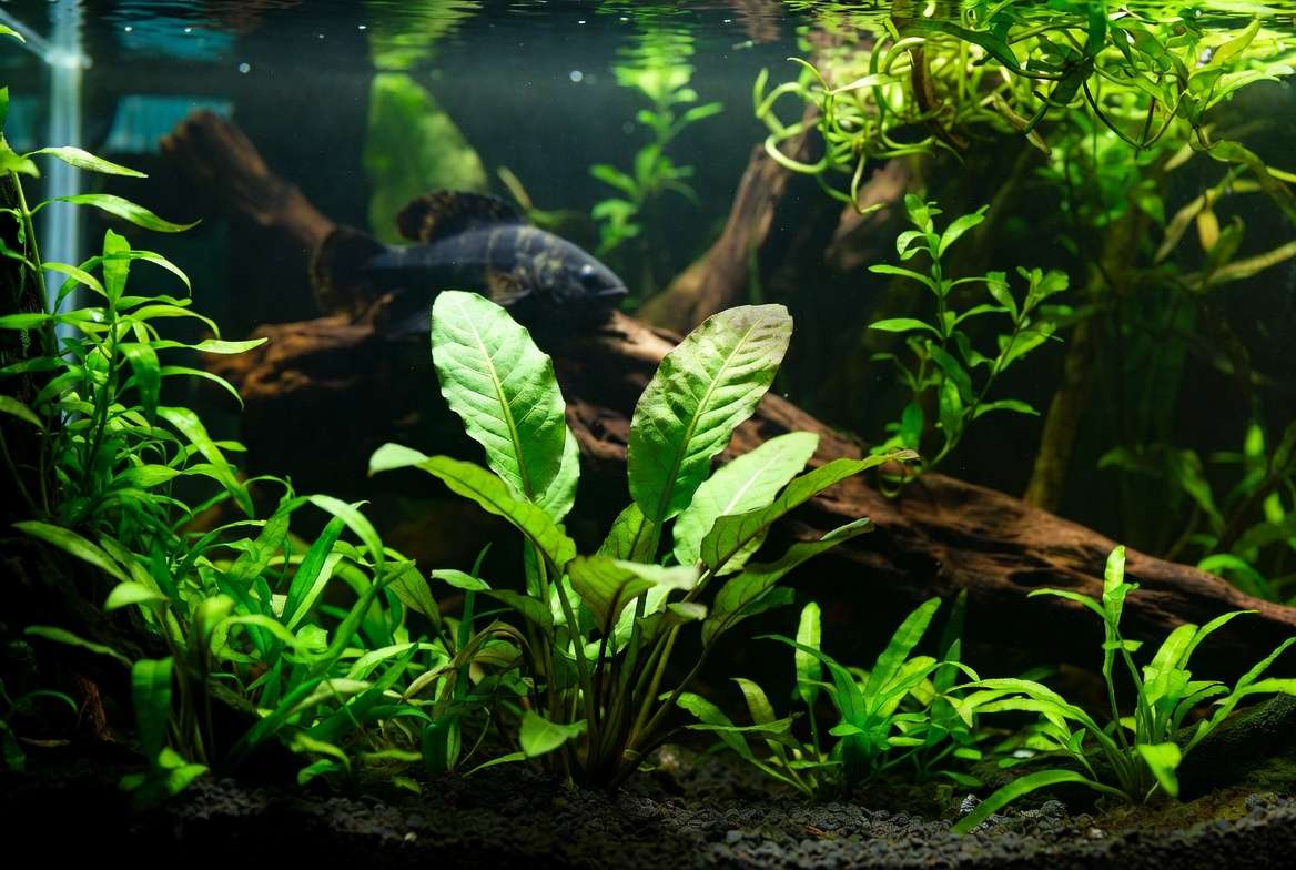 Healthy pleco-safe aquatic plants like Anubias and Java Fern in a thriving planted aquarium