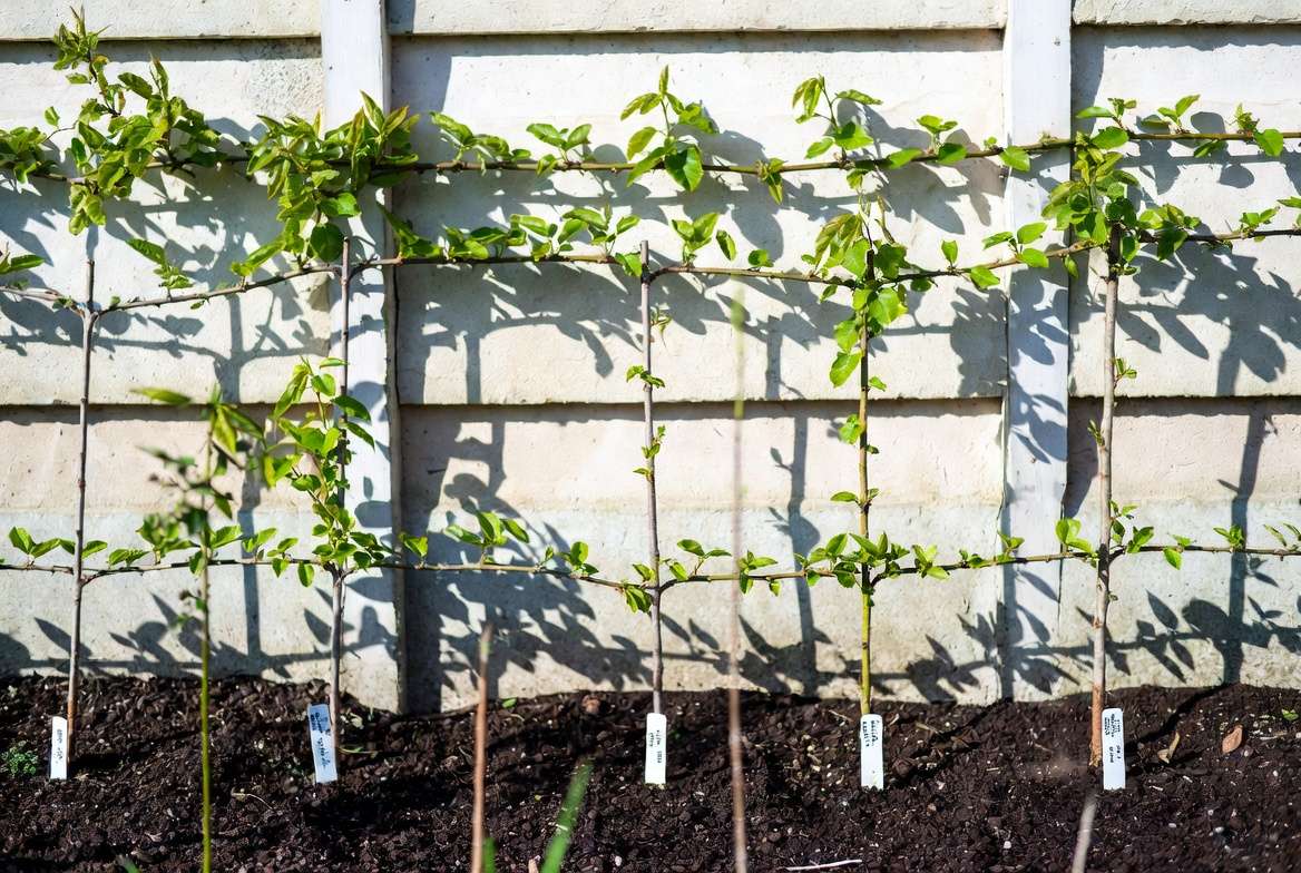 best rootstocks and tree varieties for long-term espalier forms success