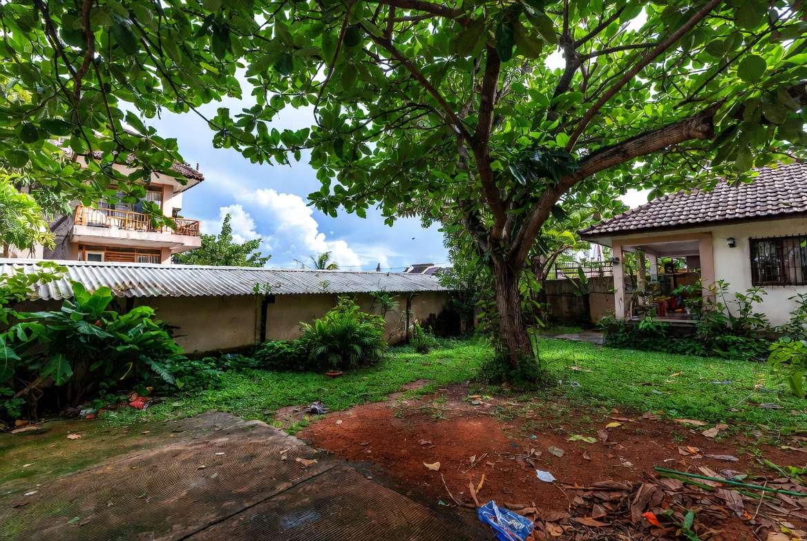 tropical urban backyard tree growth in warm climate like Bangladesh