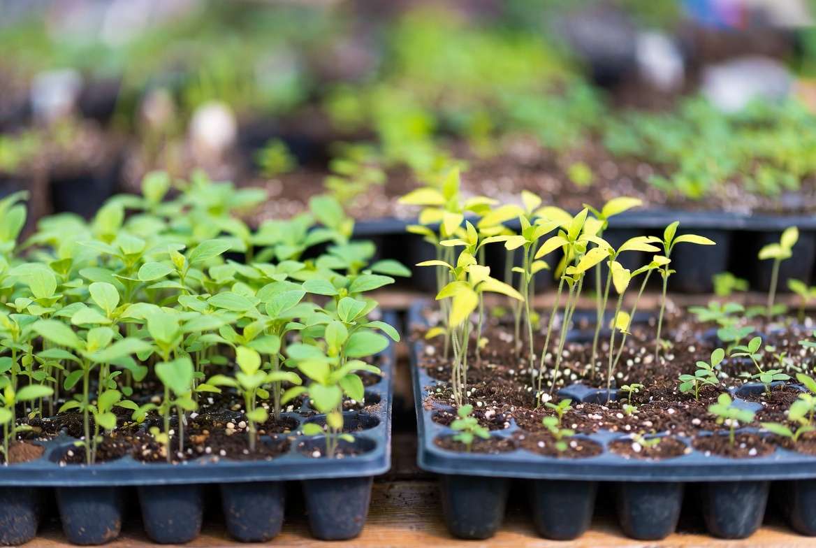 Baby Plants Care: Grow Healthy Seedlings Successfully