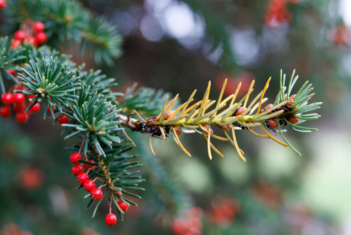 Common problems with coniferous trees with red berries – yew needle yellowing and pest identificatio