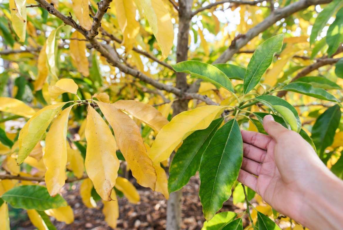 Fixing common Florida avocado tree problems like yellow leaves with expert car