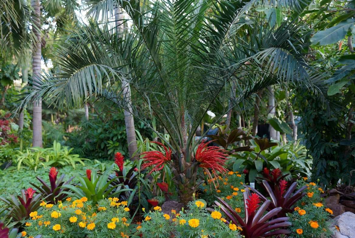 Companion planting around a thriving Christmas palm tree