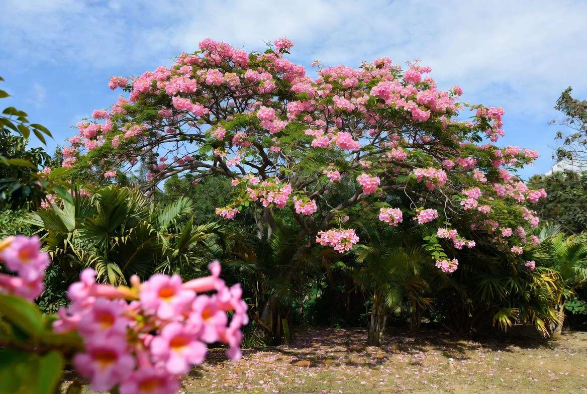 Complete Identification Guide