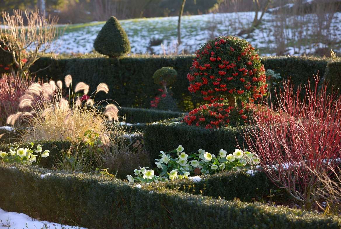Creative landscaping ideas with coniferous trees with red berries – yew hedge and topiary in garden