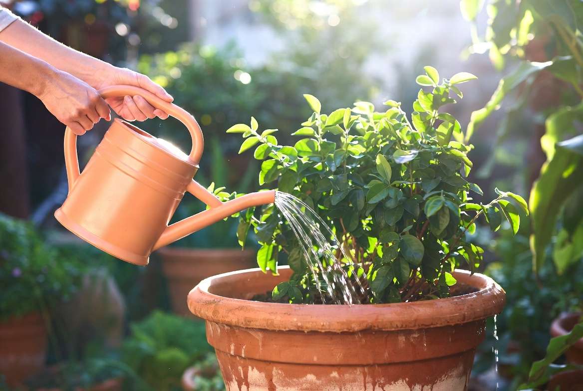 Proper watering technique for plants in large terracotta planting pots
