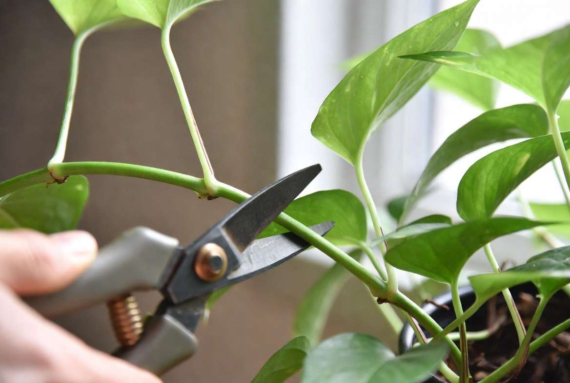 Proper pruning technique on a healthy mother plant for propagatio