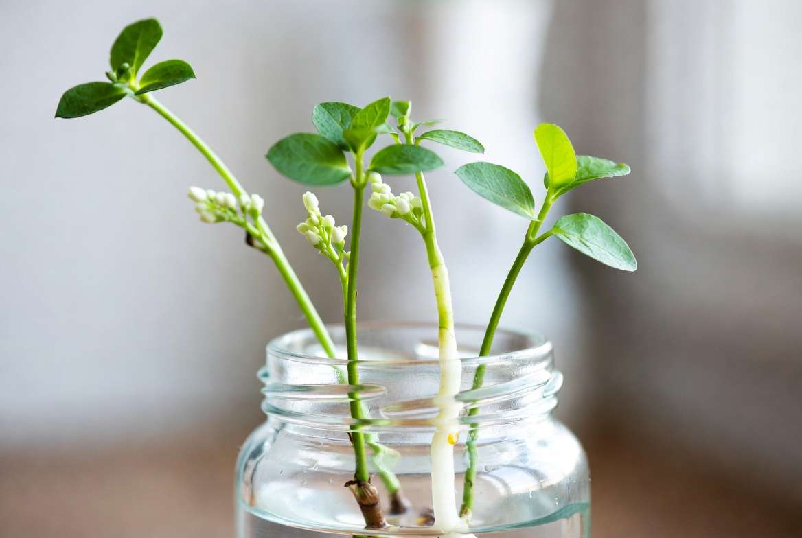 ridal veil plant propagation in water stem cuttings