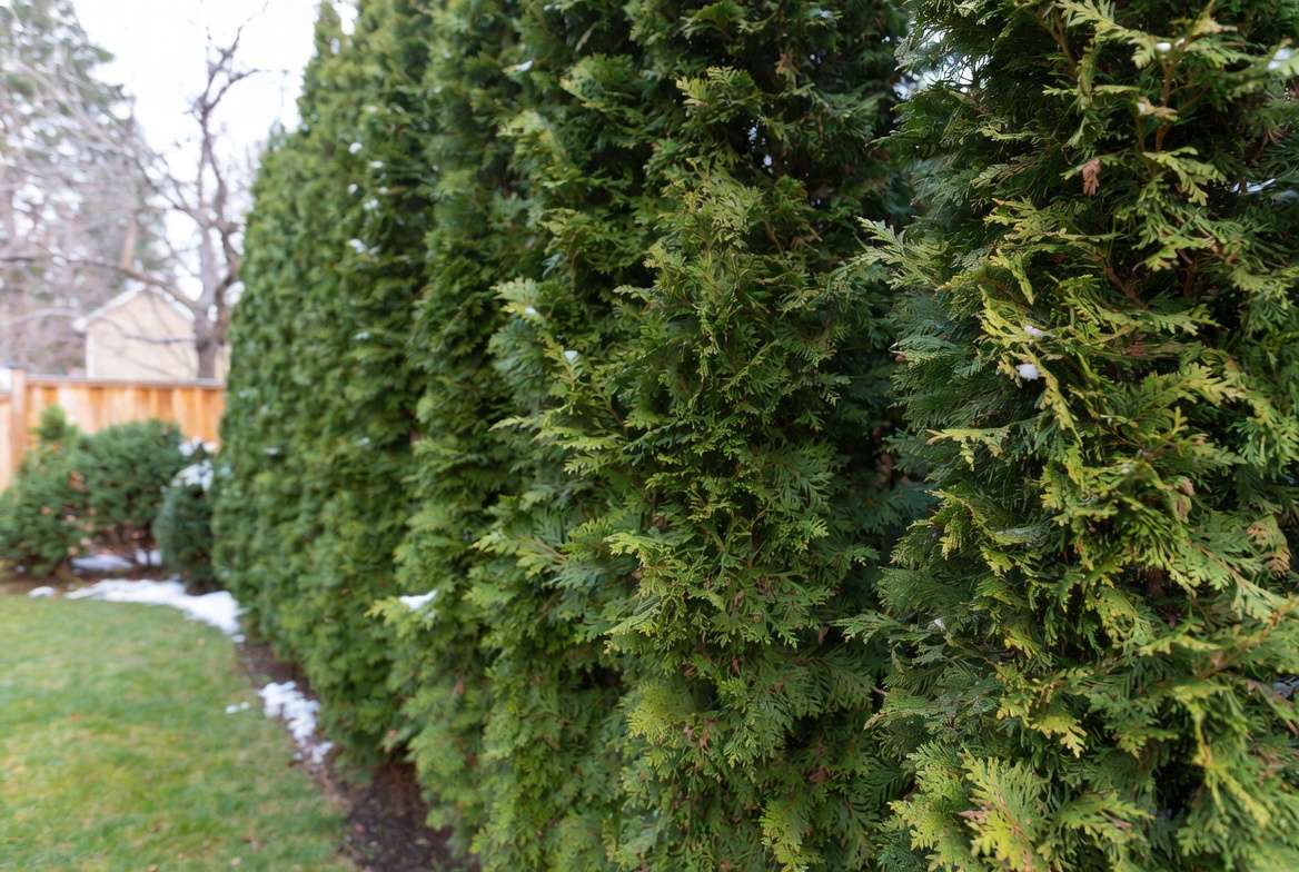 Emerald Green Arborvitae
