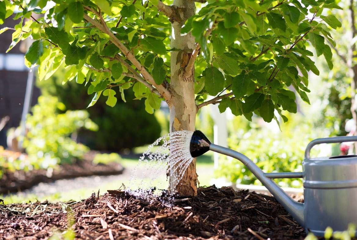 healthy sycamore tree care with proper mulching and watering for strong wood growth