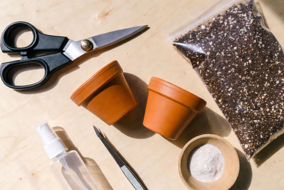 succulent propagation tools and materials including soil mix pots and scissors for common succulent propagation methods