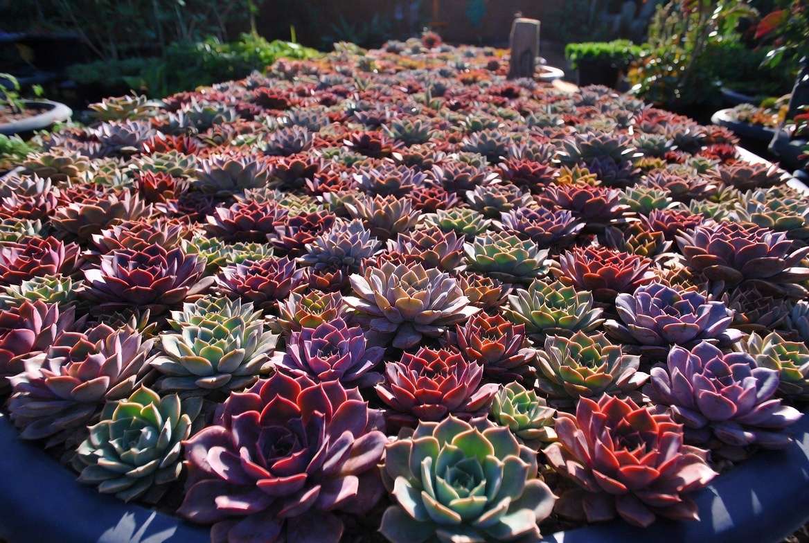 expert tips for growing show-worthy chicks and hens succulents display
