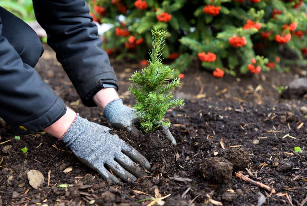 Expert planting guide for coniferous trees with red berries – yew sapling in garden soi