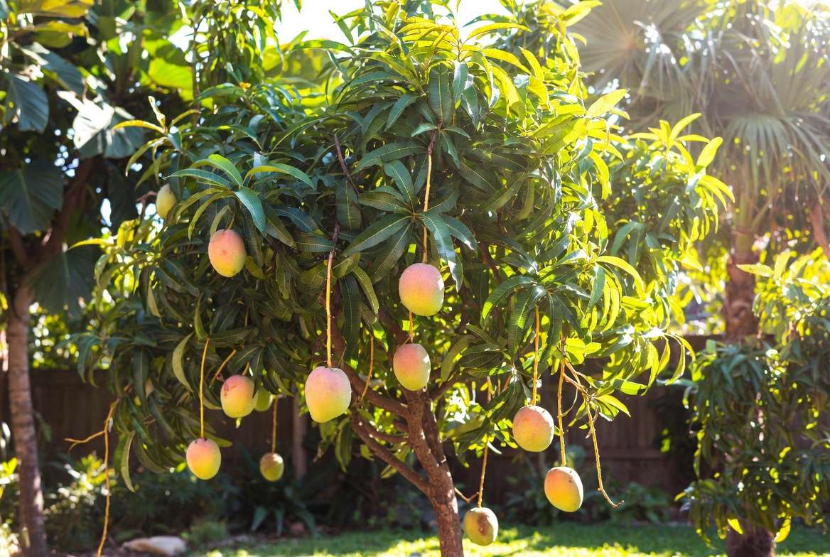 east indian mango tree with ripe sweet mangoes hanging on branches in backyard garden