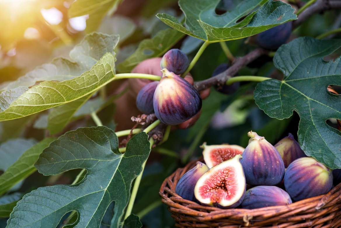 Harvesting ripe figs from home garden tree for figs tree care guide