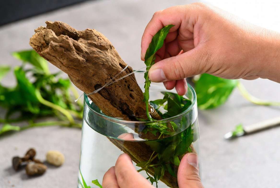 How to Choose and Set Up Plants in Your Betta Vase” sectio