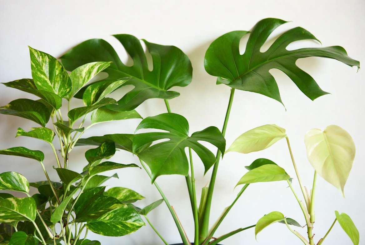 Healthy vs less ideal mother plant candidates comparison for propagation