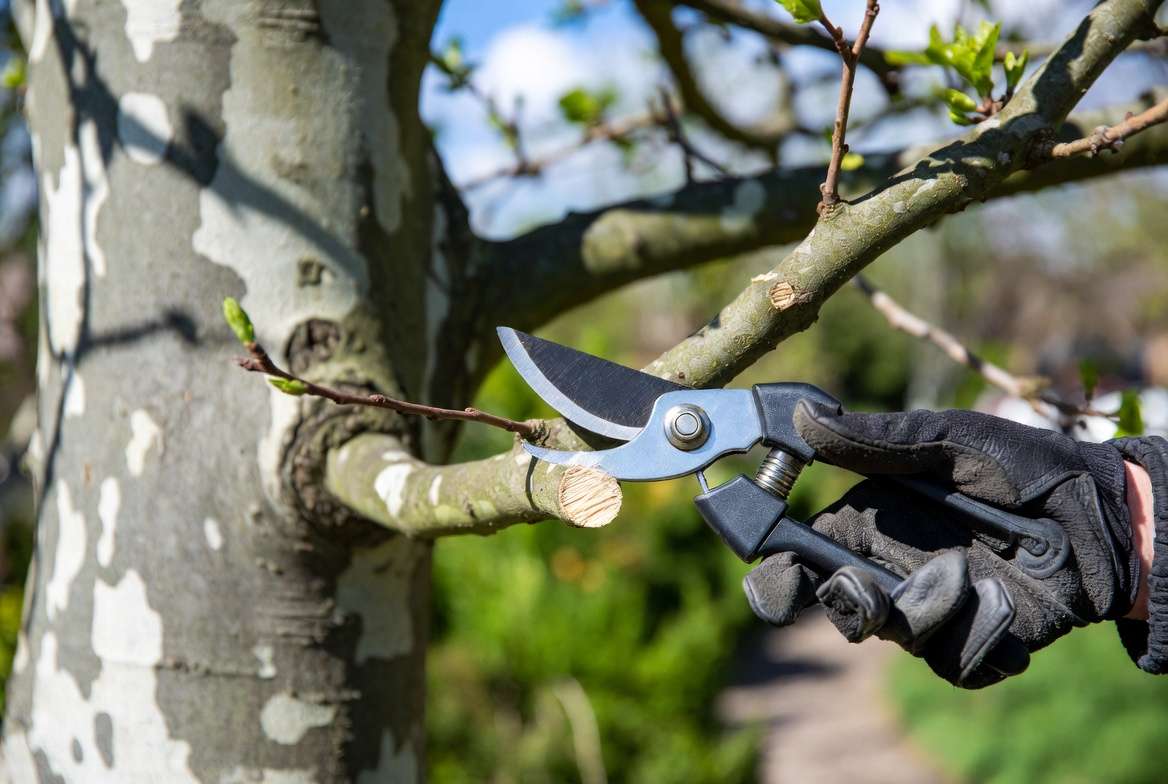 responsible pruning of sycamore tree for harvesting quality sycamore tree wood