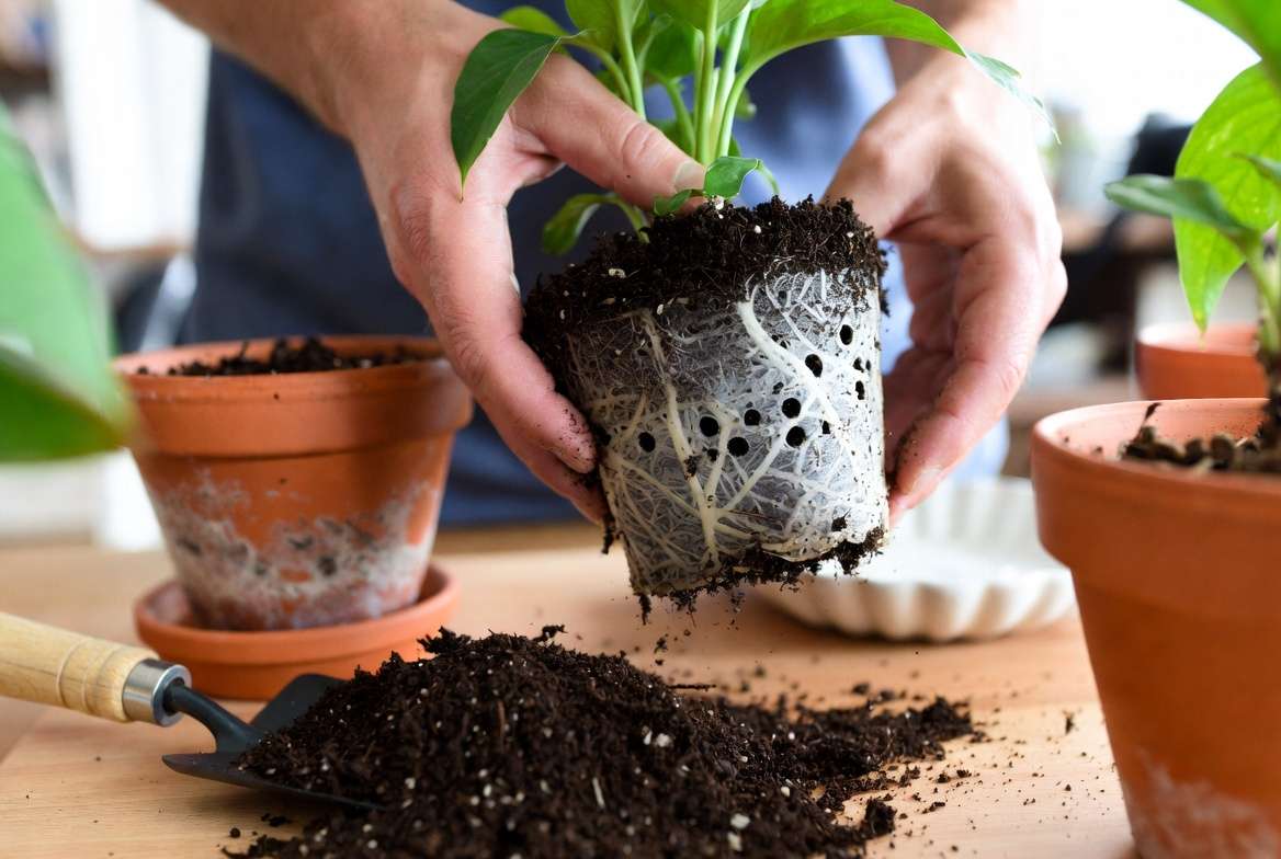 How to Use & Maintain Plant Pots with Drainage for Long