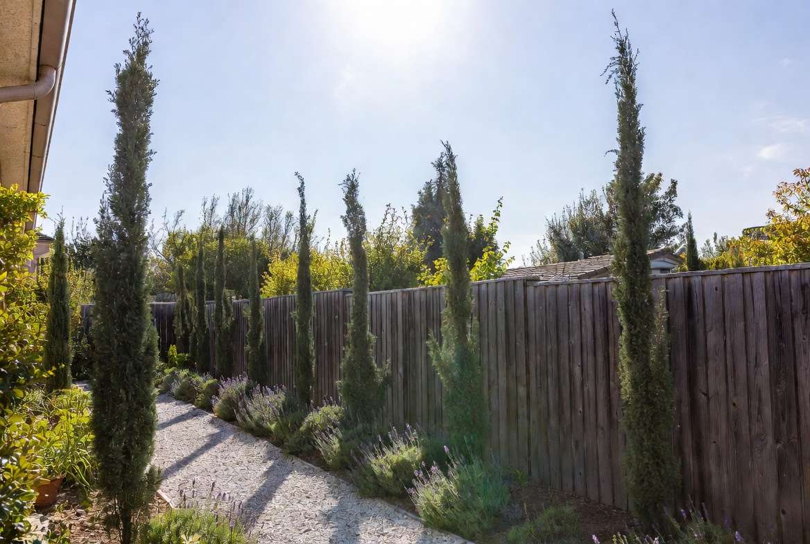 Italian Cypress (Cupressus sempervirens)