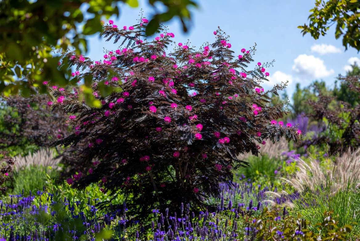 Summer Chocolate Mimosa tree in beautiful garden design with companion plants and pollinators