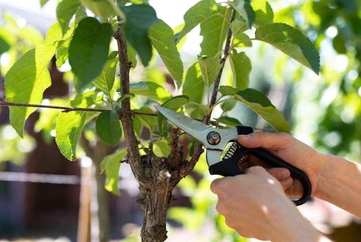 late summer pruning espalier tree critical shape maintenance spur development