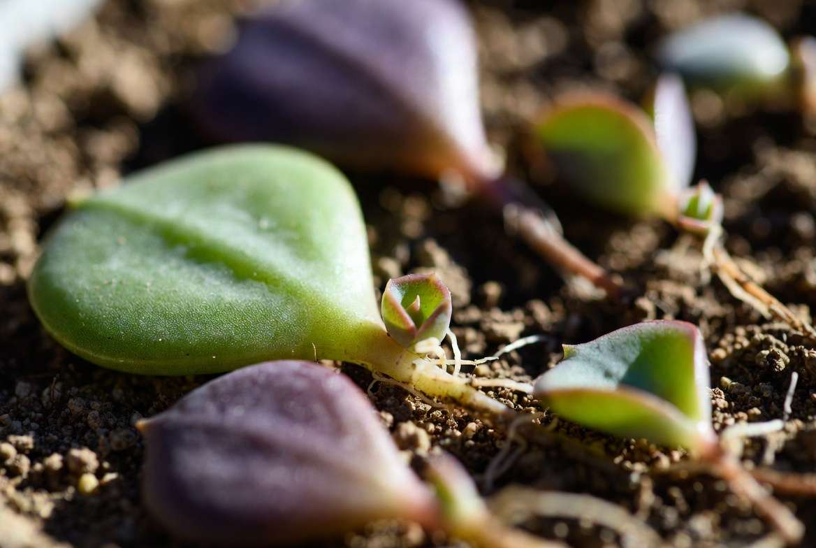 succulent leaf propagation method showing baby plantlets growing from leaves