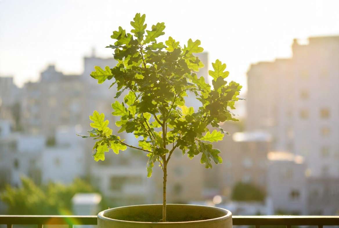 perfect sunlight location for oak tree in apartment balcony container