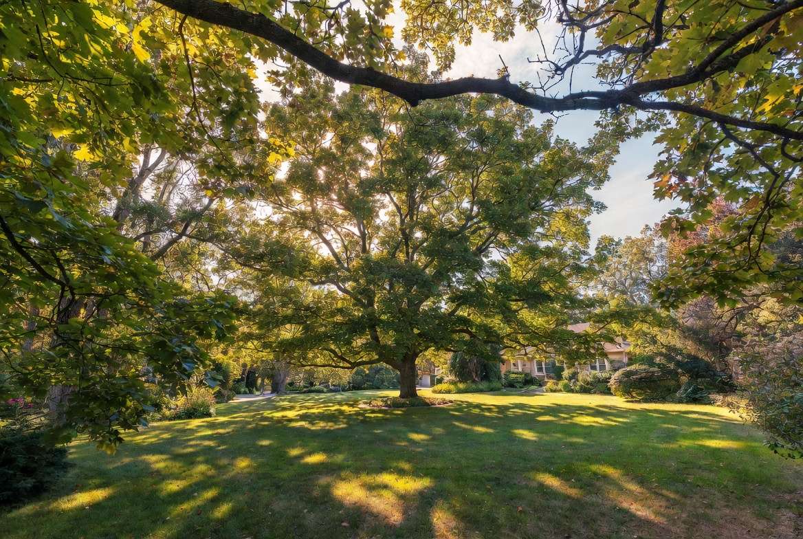 Mature State Street maple tree providing long-term shade and beauty in suburban landscape
