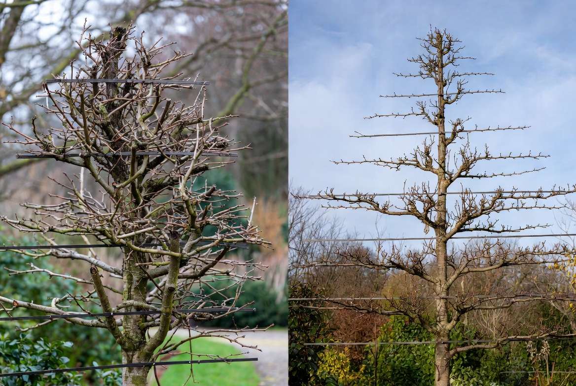 step-by-step espalier pruning before and after for long-term maintenance