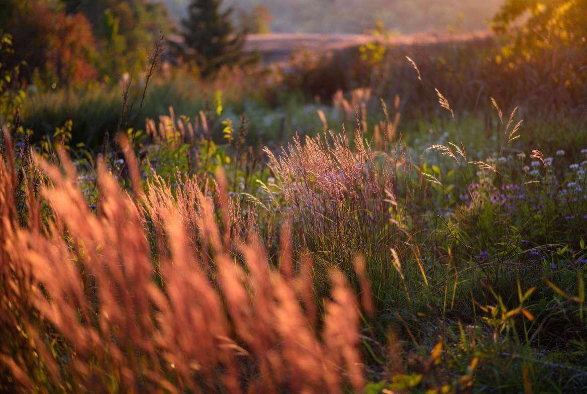 Native Grasses and Groundcovers for Effortless Landscapes