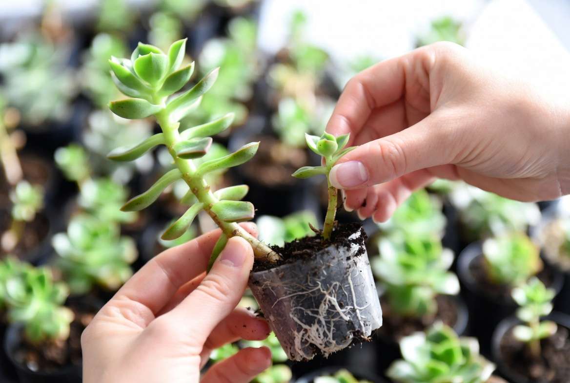 separating succulent offsets pups from mother plant easy propagation method