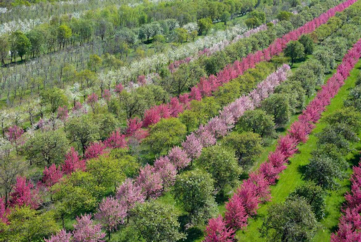 optimal spacing pollinator trees among orchard rows diagram style with crabapples in perfect layout for pollination