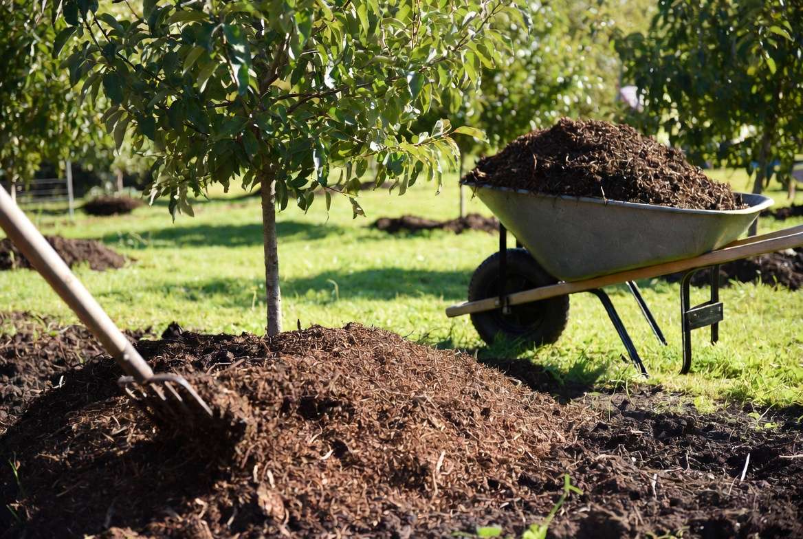organic fertilization strategies using compost and manure in fruit orchard
