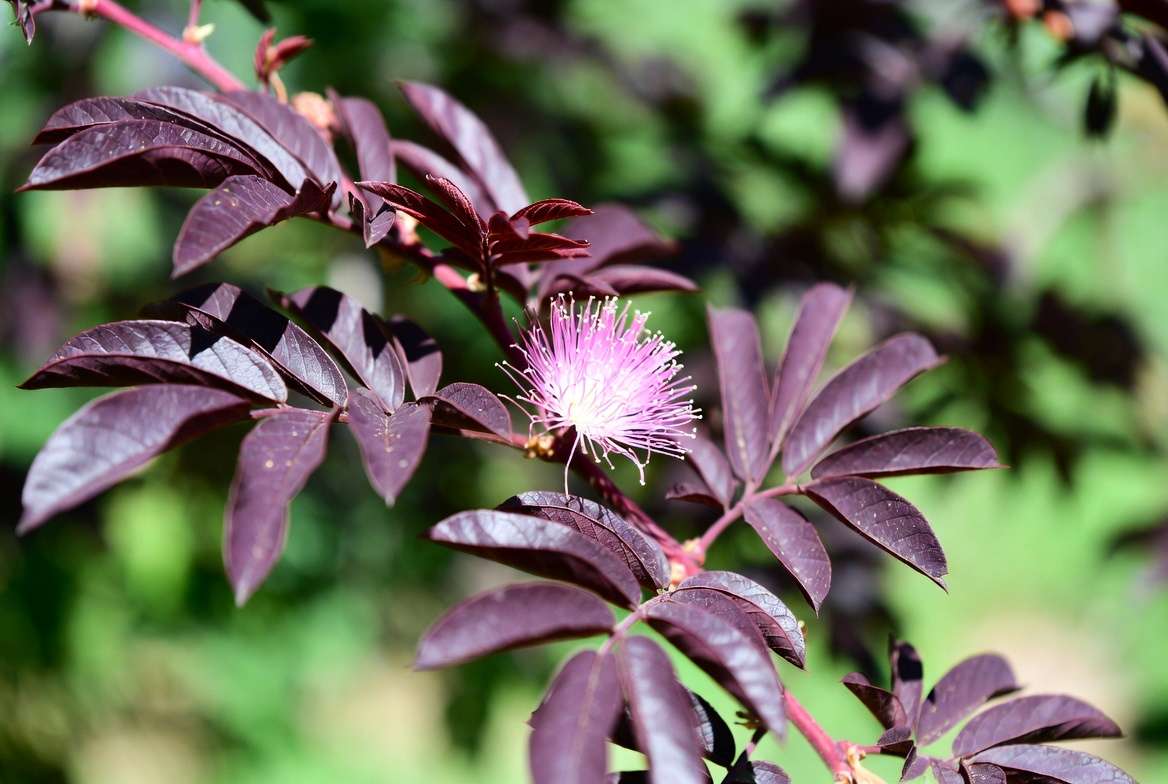 Healthy vibrant Summer Chocolate Mimosa foliage free from pests and diseases
