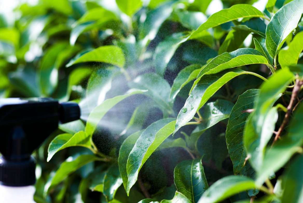 Natural pest control for healthy plants and foliage using neem oil