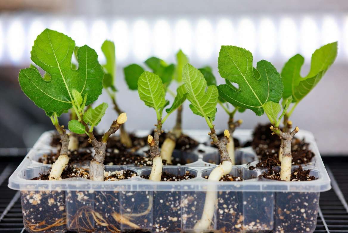 Easy fig tree propagation from cuttings for growing more fig trees at home