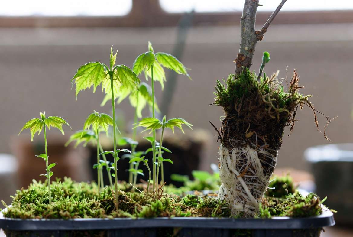 Trident maple bonsai tree propagation with seedlings and air-layered roots