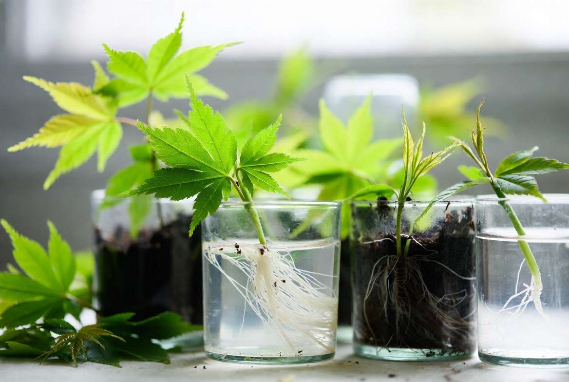 Japanese maple plant propagation cuttings with new roots for free gardening guide