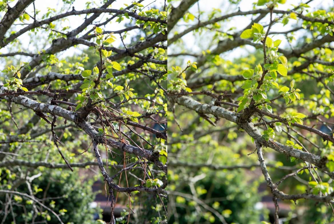 Properly pruned redbud tree branches for better air flow and brighter fall foliage