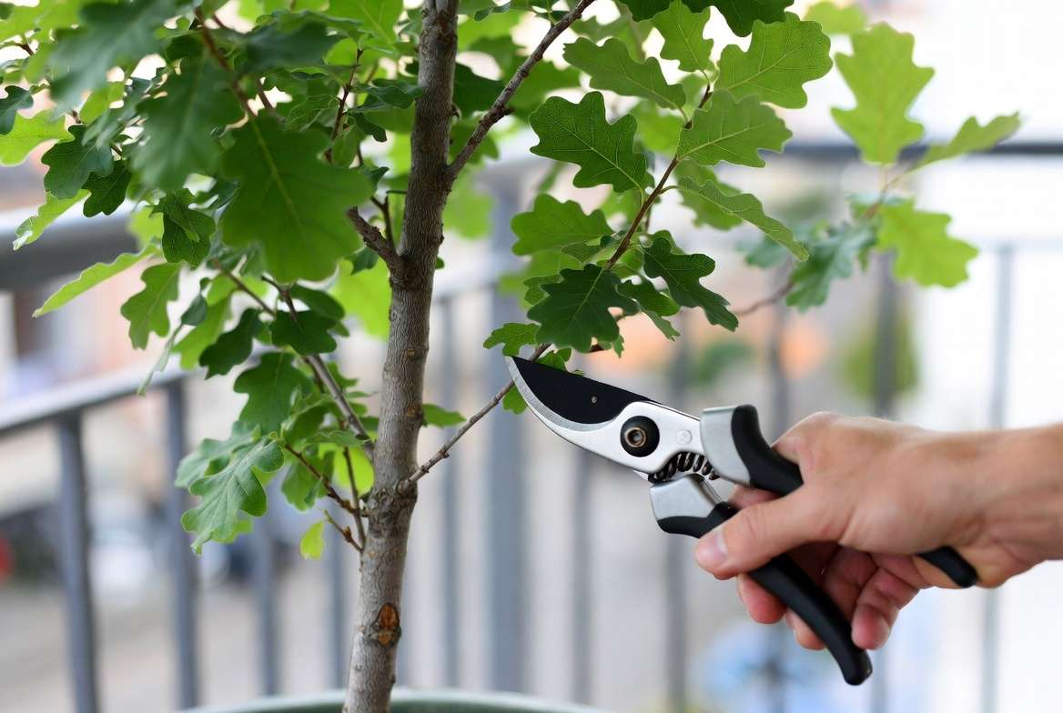 pruning and shaping dwarf oak tree in apartment container