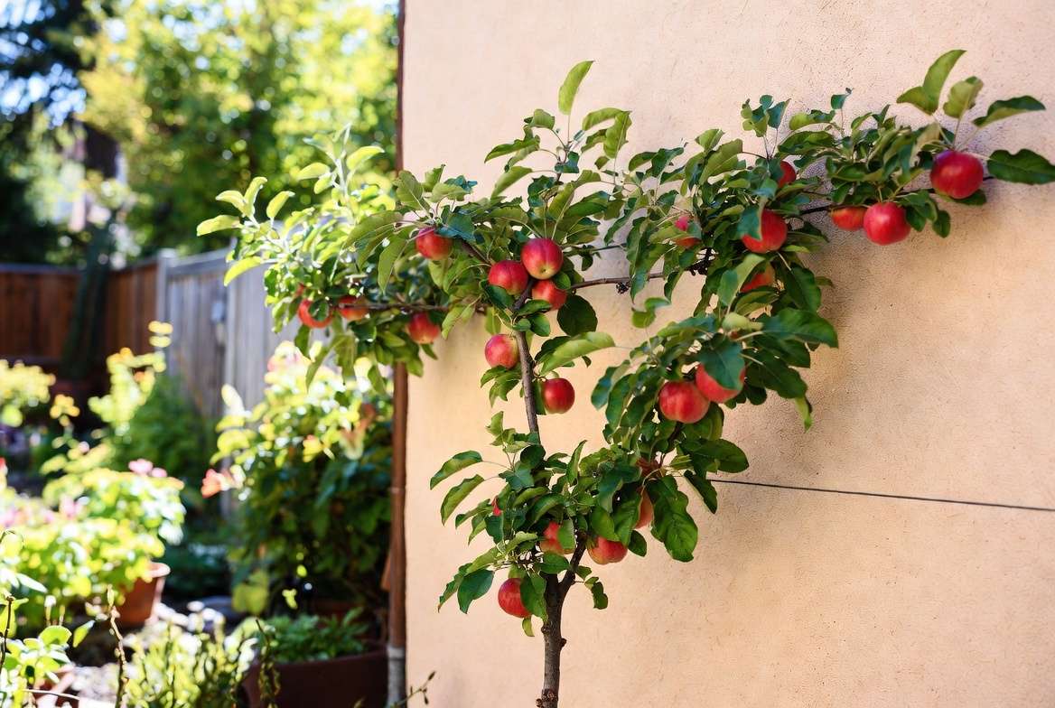 successful disease management in tightly trained trees before and after recovery of healthy espalier