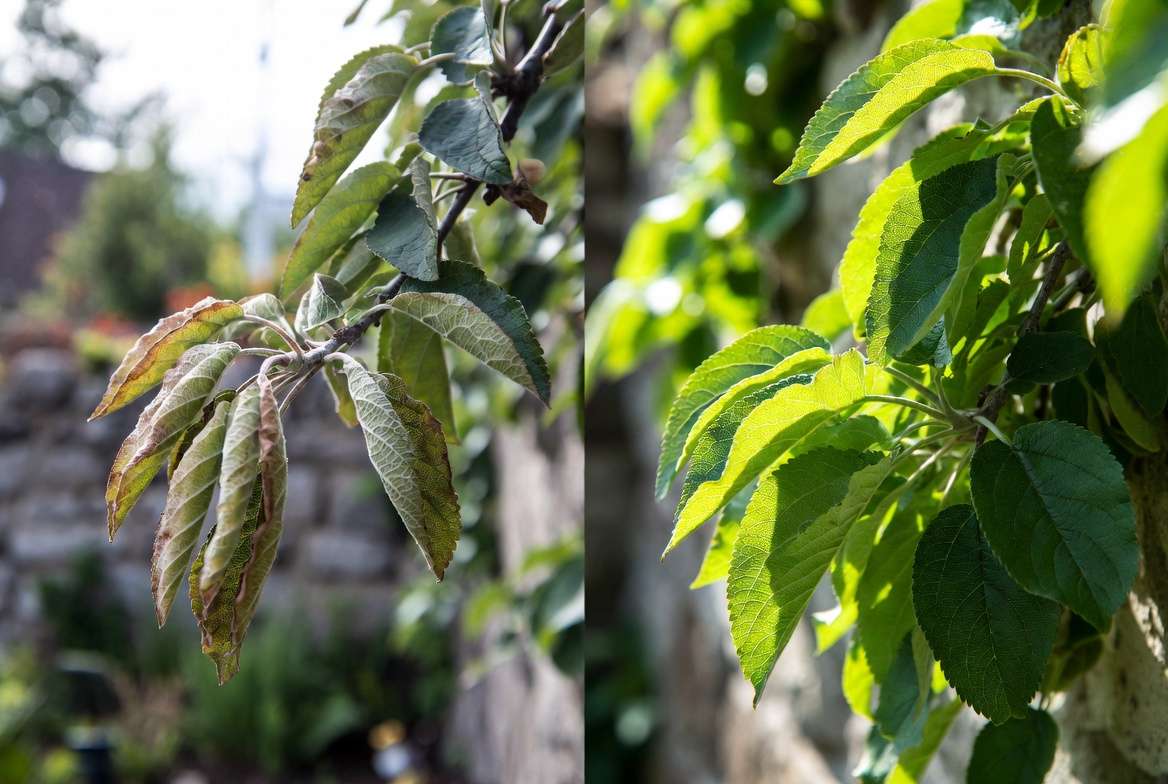 Recognizing Drought Stress Before It’s Too Late