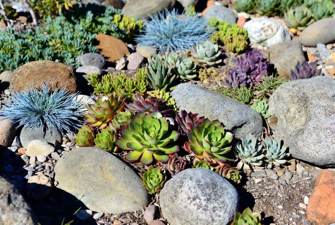 companion planting ideas with chicks and hens succulents and sedum