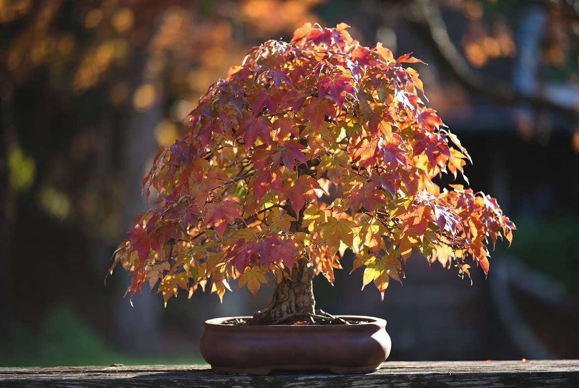 Trident maple bonsai tree in vibrant autumn fall color with red and orange leaves