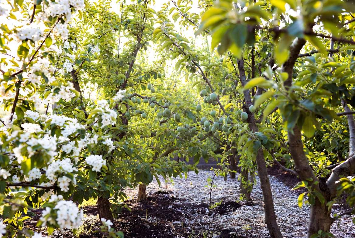 Seasonal Fertilization Calendar & Climate Adaptations